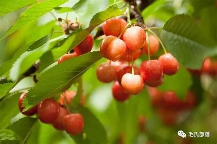 樱桃树施什么肥料最好