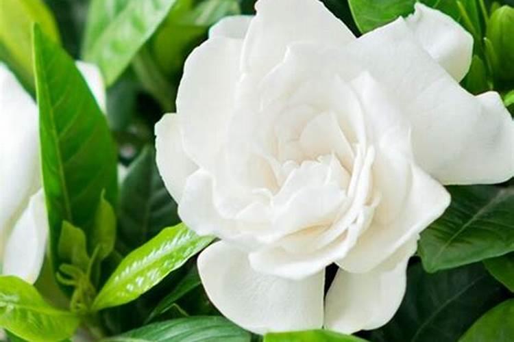 隔夜茶水可以浇栀子花吗