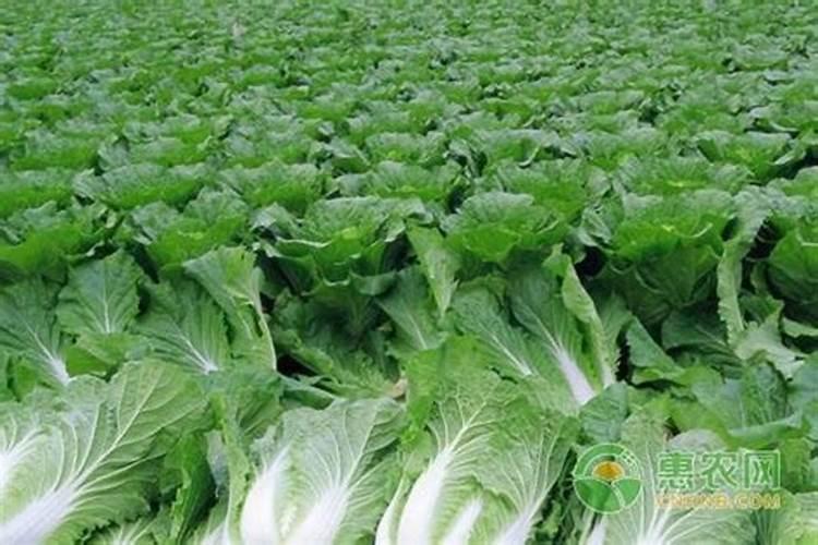 大白菜用什么肥料最好