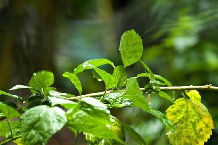 如何配制花卉叶面肥