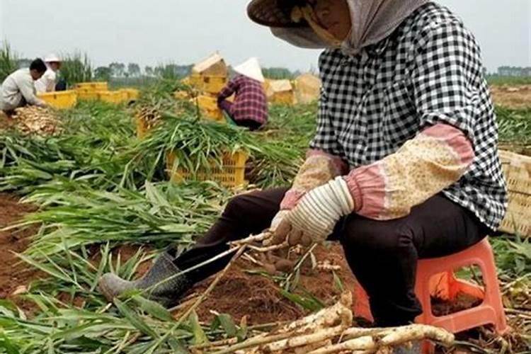 大姜种植后头两次浇水应怎么冲施肥料？