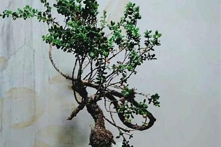 珍珠黄杨叶子卷了有什么办法可以补救