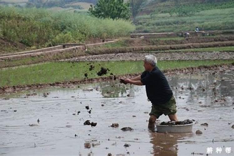 复合肥水冲好还是撒地里好