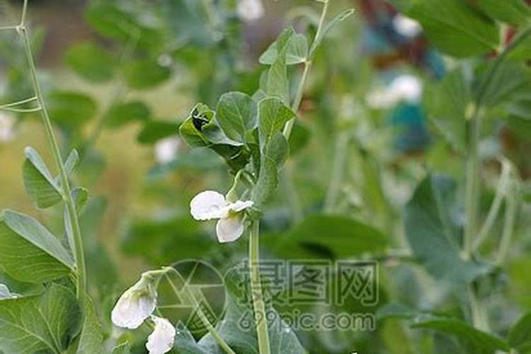 绿豆花期补硼吗怎么施肥？