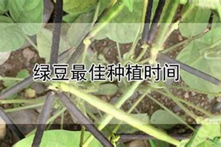 绿豆底肥放什么肥好(底肥施用方法)