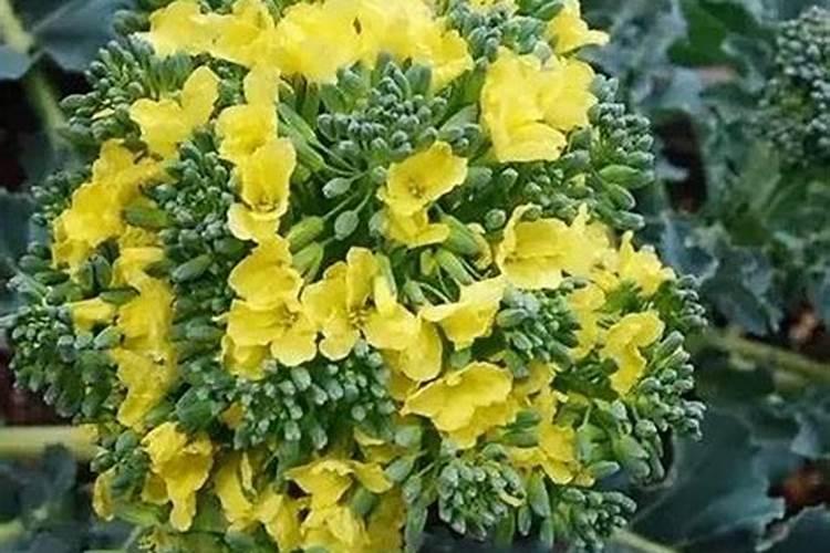 复合肥和大量元素水溶肥的区别