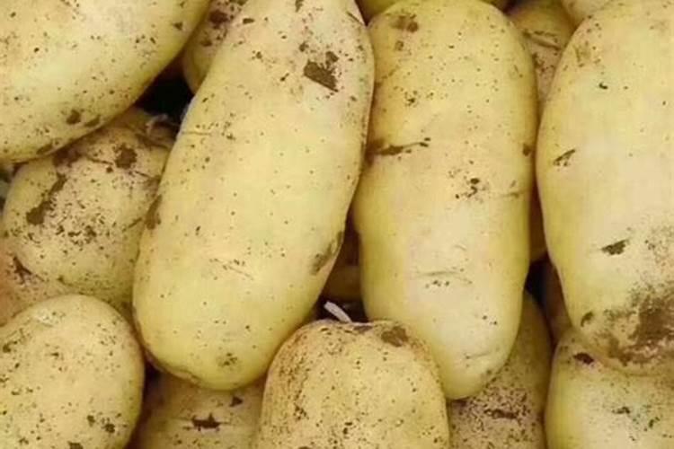 土豆施肥用什么肥料