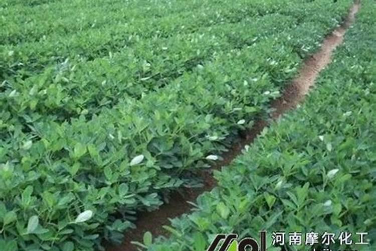 花生不同生长阶段的叶面肥使用技巧 花生应该怎么施肥