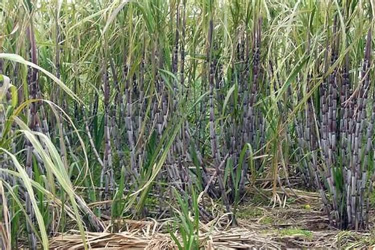 葡萄施什么肥料甜度高