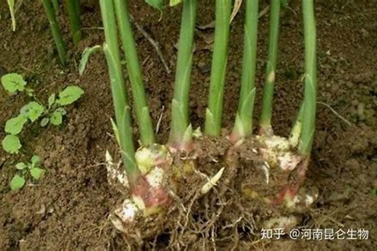 生姜用什么肥料做底肥最佳,肥害怎么解救