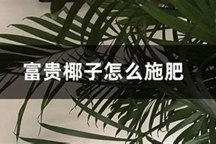 富贵椰子用什么肥料好,怎么施肥