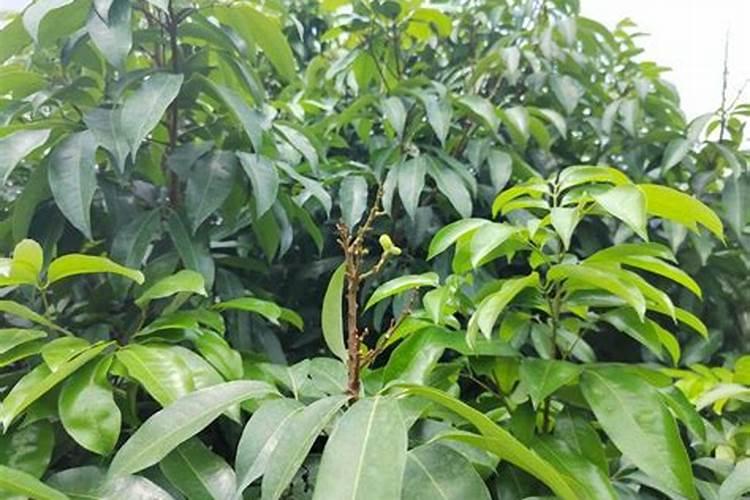 荔枝施什么肥料最好
