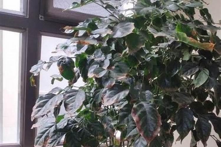 幸福树用什么肥料