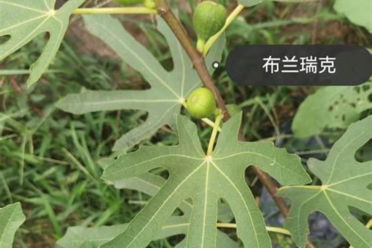 无花果开裂是什么原因