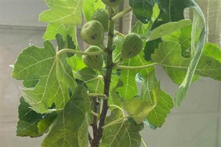 无花果树叶子依次变黄脱落是什么问题？