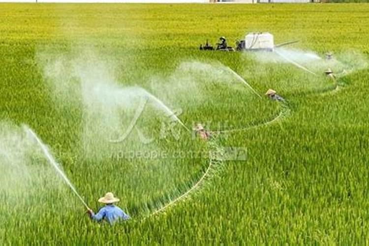 氰氟草酯打过稻苗多久可以施肥？