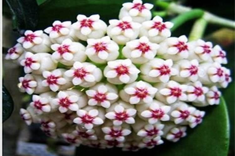 球兰用什么肥料开花多 球兰怎么浇水