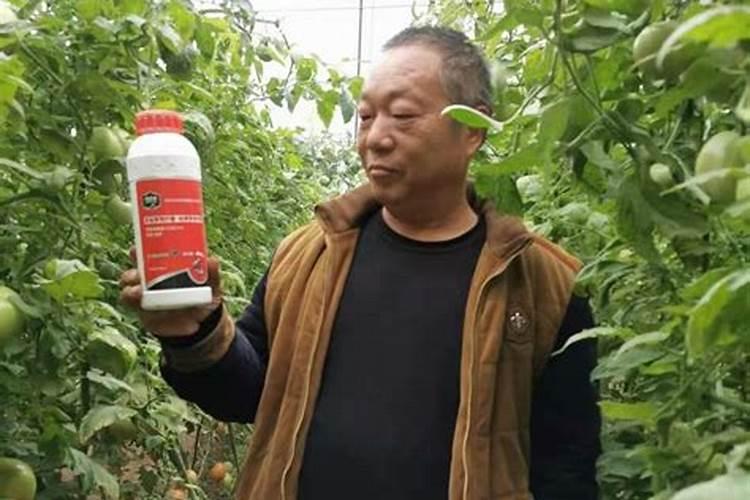 西红柿溃疡病用什么药剂治疗