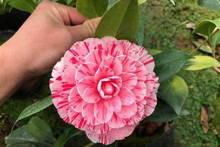 五色赤丹茶花好养活吗？五色赤丹茶花的优缺点