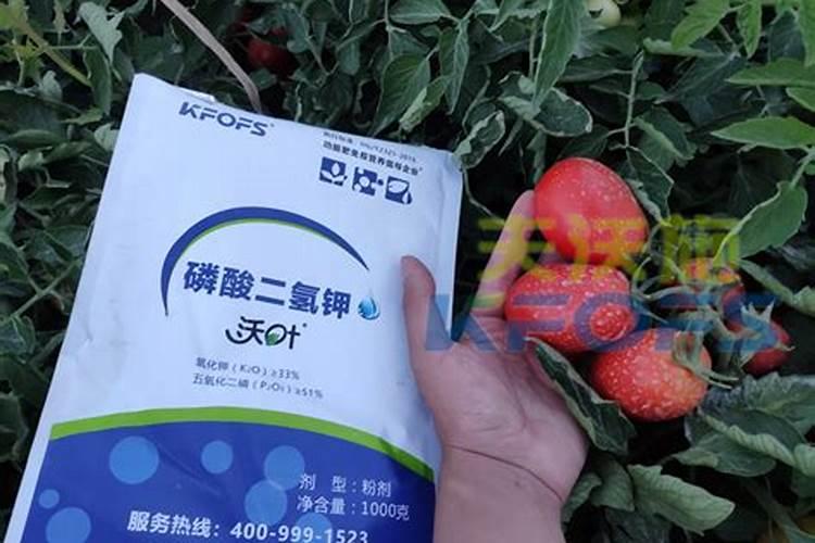 种植小茴香的过程中,为什么要追施有机肥？