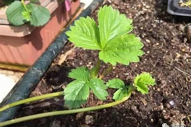 草莓多久施肥一次