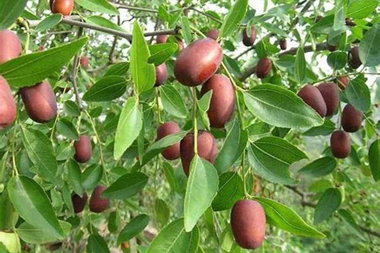 种植红枣的水肥管理技术有哪些 养殖方法总结