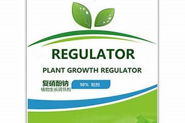厦门火龙果树