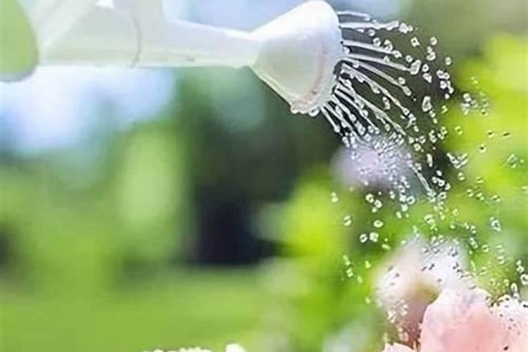 磷肥可以兑水浇花吗 磷肥对花卉的作用是什么