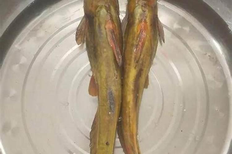养黄颡鱼的鱼塘有很多绿藻,请问对于养殖无鳞鱼的鱼塘应该用什么药除蓝绿...