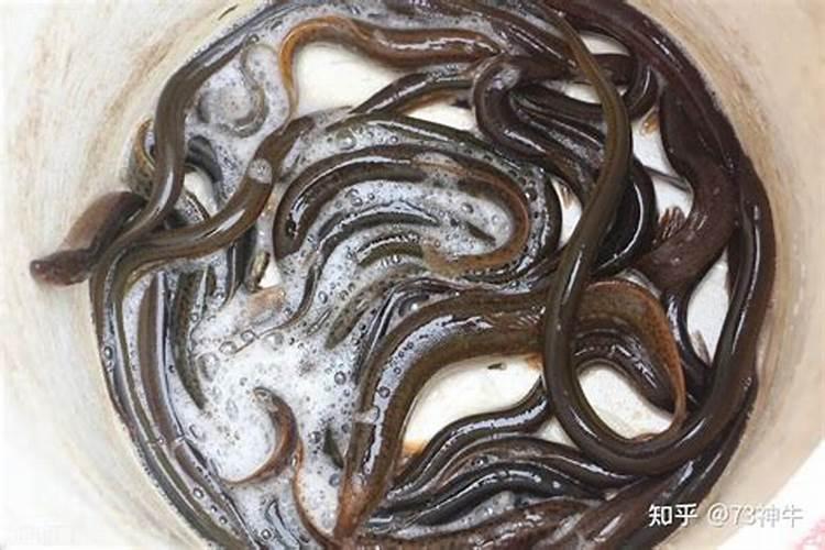 池子藕怎样种植