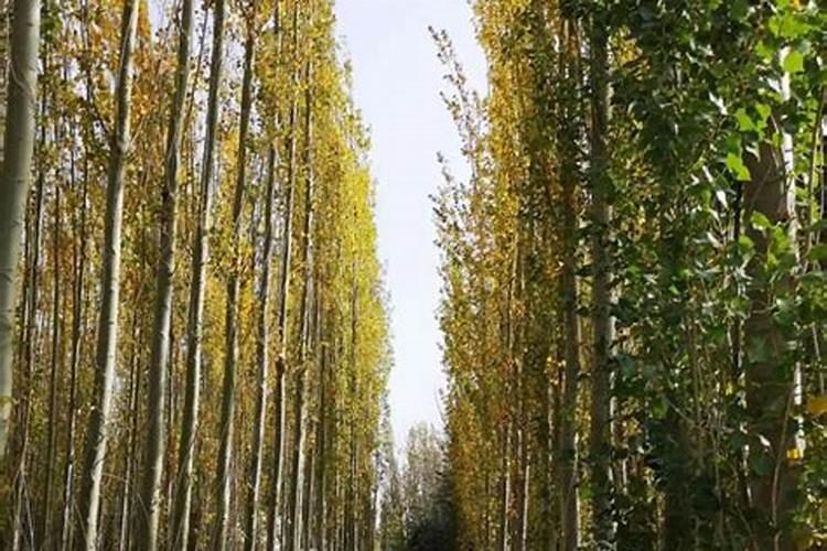 杨树要上什么肥料