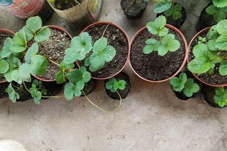 草莓用什么肥料