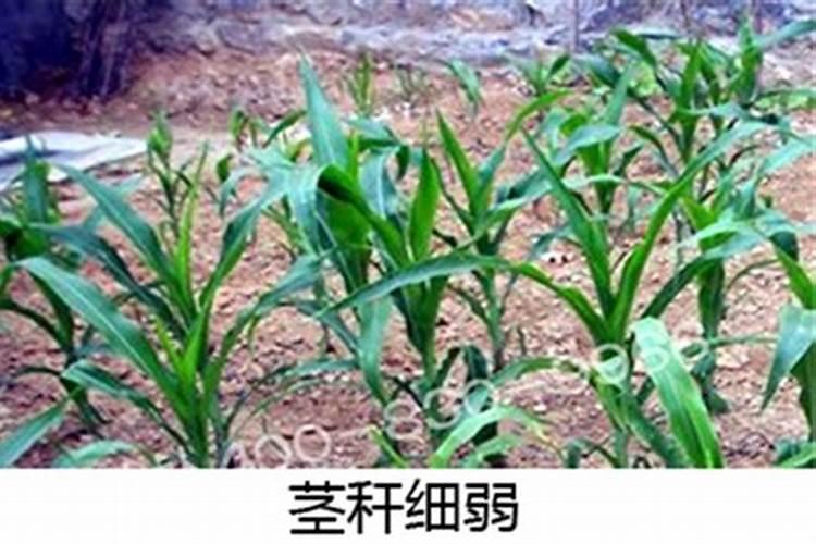 豆角小苗发黄打什么叶面肥？