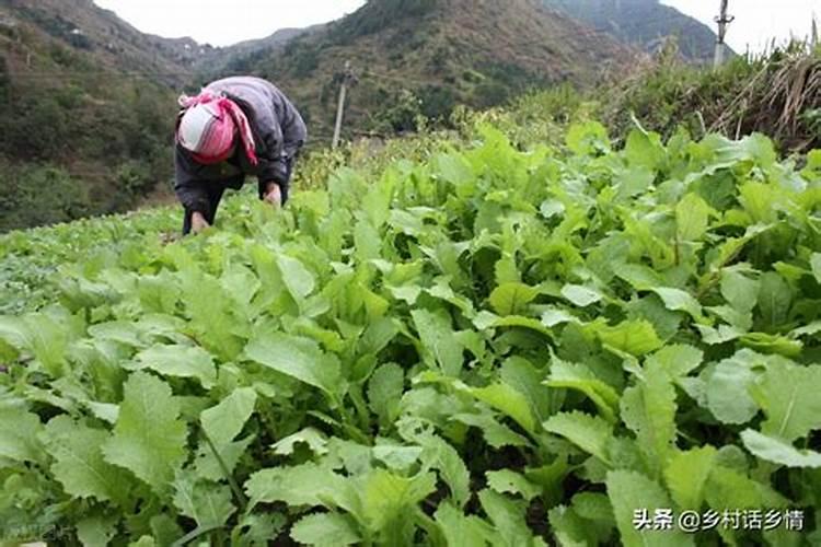 土豆什么时候该施钾肥？土豆钾肥施用方法是什么？