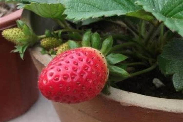 如何就别水溶肥真假