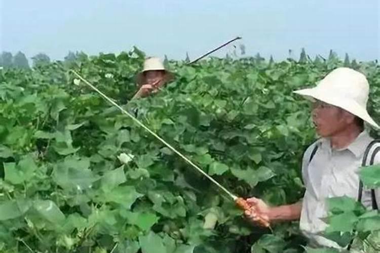 玉米喷叶面肥会增产吗 什么时候喷施效果好