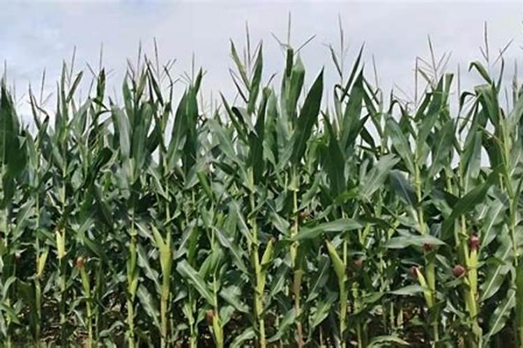 玉米钾肥的正确使用方法