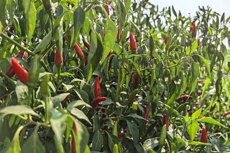 工业辣椒的种植技术要点有哪些？