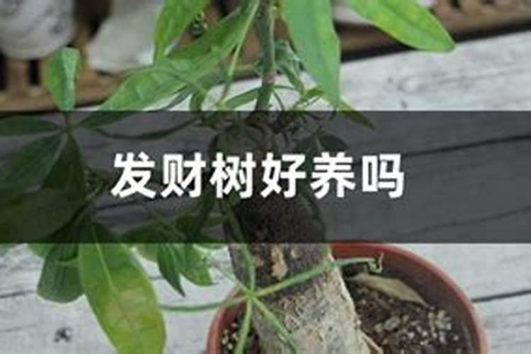 发财树浇什么水长得最旺