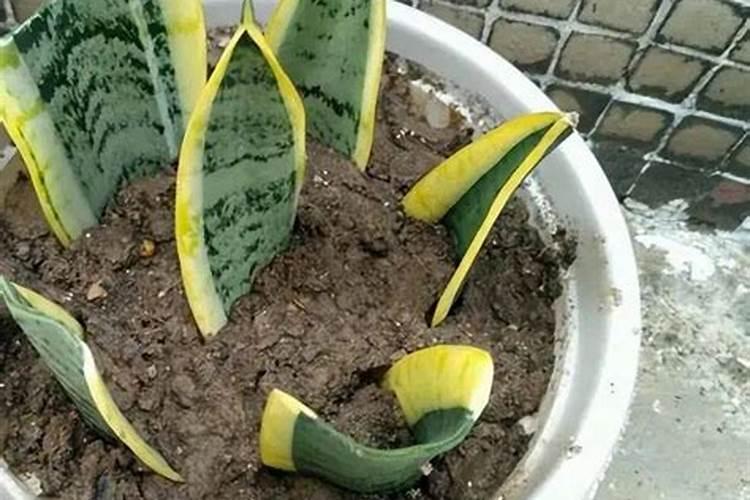 怎么把树叶做成花的肥料