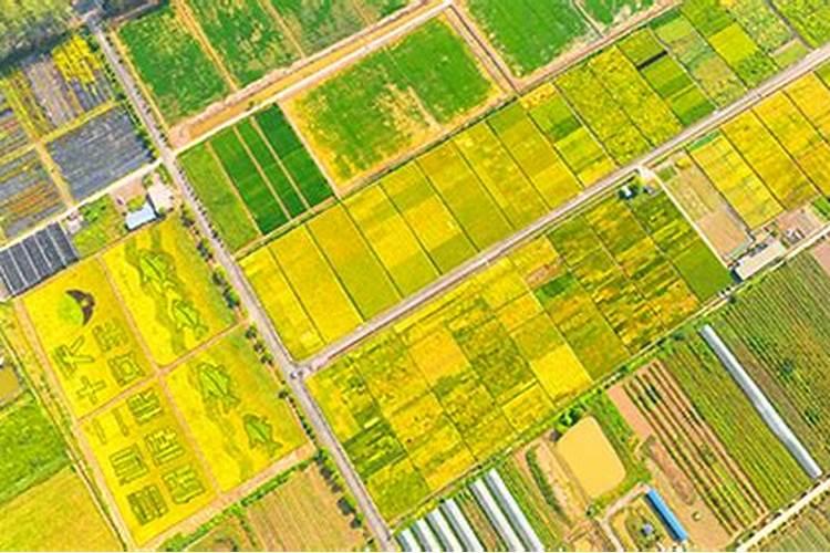 水稻扬花期用什么叶面肥