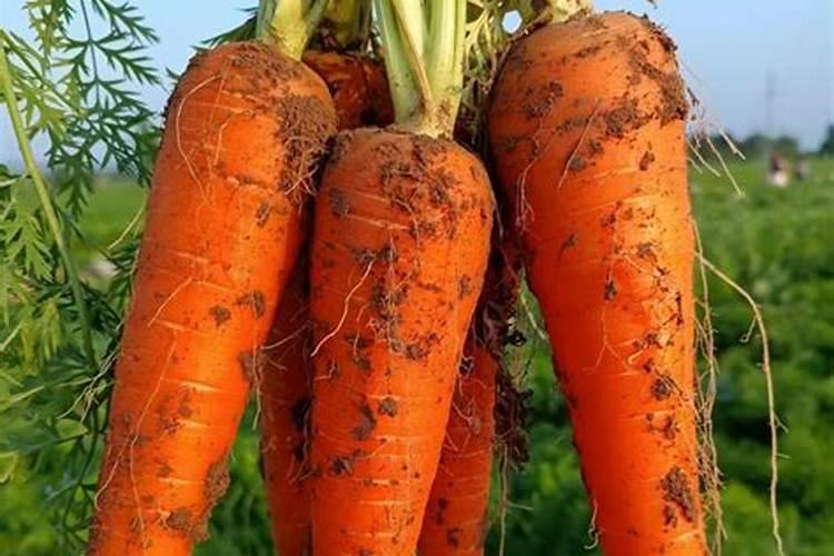 胡萝卜种植施肥与浇水方法