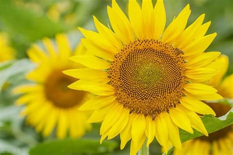 日葵是什么时候开花的