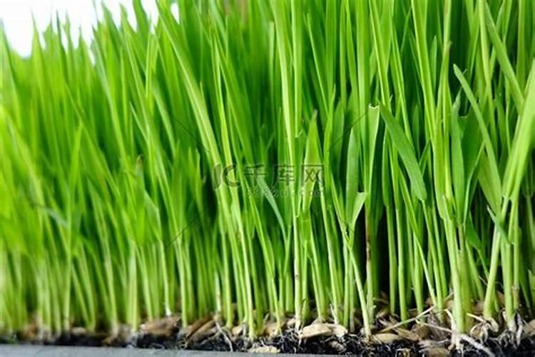 水稻什么时候用芸苔素好 使用方法及技巧