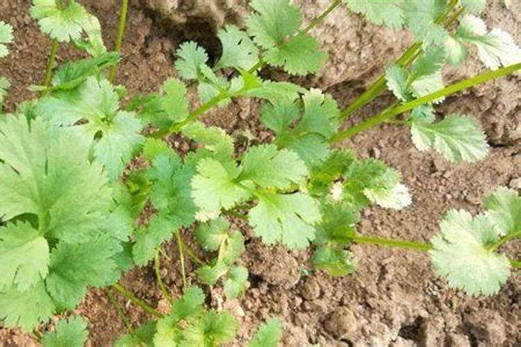 香菜用什么肥料最好