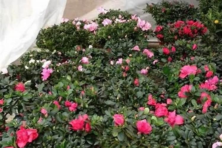 家里的盆栽杜鹃花着病害了,该如何防治？