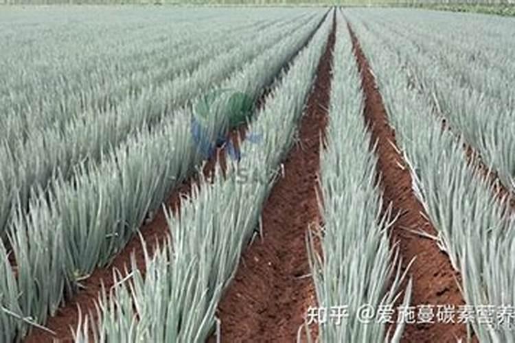 大葱施肥用什么肥料好
