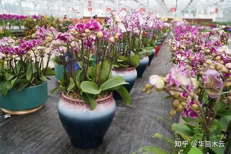 建兰施肥方法总结