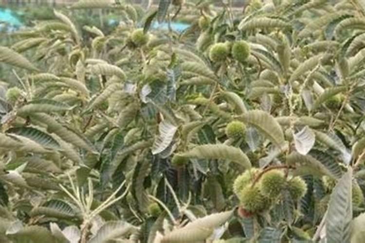 栗子树种植方法