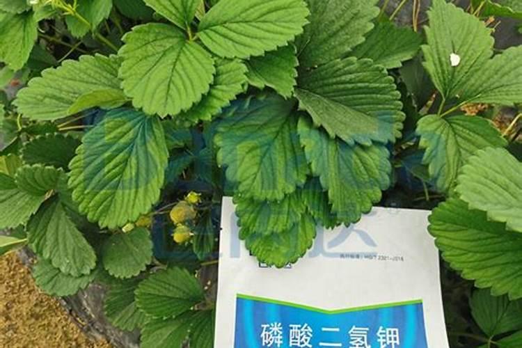 草莓用什么肥料好